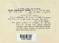 Puccinia iridis image