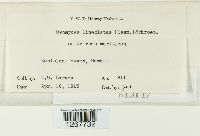 Uromyces lineolatus image