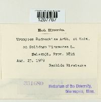 Uromyces rudbeckiae image