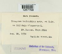 Uromyces rudbeckiae image