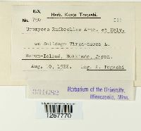 Uromyces rudbeckiae image