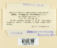 Pileolaria terebinthi image