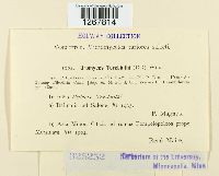 Pileolaria terebinthi image