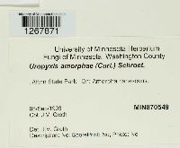 Uropyxis amorphae image