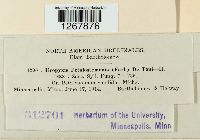 Uropyxis amorphae image