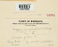 Thumbnail image of current specimen