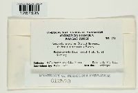Uropyxis amorphae image