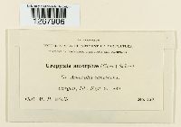 Uropyxis amorphae image