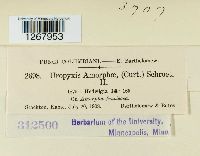 Uropyxis amorphae image