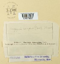 Uropyxis amorphae image