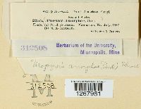 Uropyxis amorphae image
