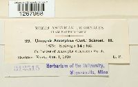 Uropyxis amorphae image