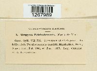 Uropyxis petalostemonis image