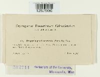 Uropyxis petalostemonis image