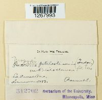 Uropyxis petalostemonis image