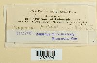 Uropyxis petalostemonis image