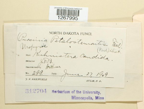 Uropyxis petalostemonis image