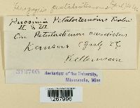 Uropyxis petalostemonis image