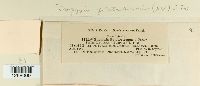 thumbnail image of current specimen