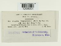 Uropyxis petalostemonis image