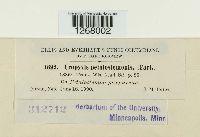 Uropyxis petalostemonis image