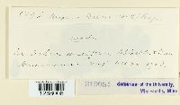 Thumbnail image of current specimen