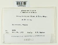 Thumbnail image of current specimen