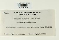 Uropyxis diphysae image