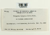 Uropyxis diphysae image