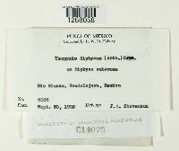Uropyxis diphysae image