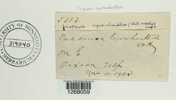 Uropyxis eysenhardtiae image