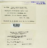 Uropyxis crotalariae image