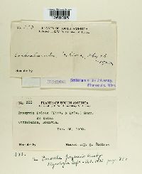 thumbnail image of current specimen