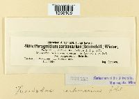 Xenodochus carbonarius image