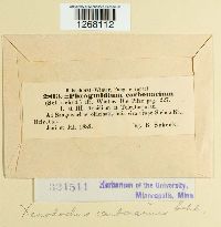 Xenodochus carbonarius image