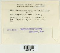 Xenodochus carbonarius image