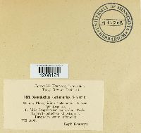 Xenodochus carbonarius image