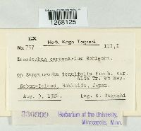 Xenodochus carbonarius image