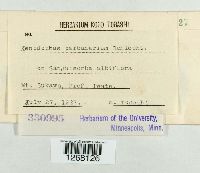 Xenodochus carbonarius image