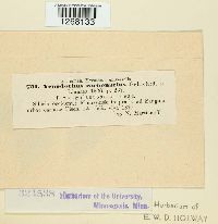 Xenodochus carbonarius image