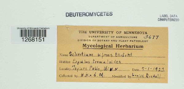 Sclerotium bifrons image