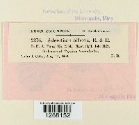 Sclerotium bifrons image