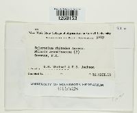 Sclerotium rhizodes image