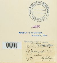 Physoderma gerhardtii image