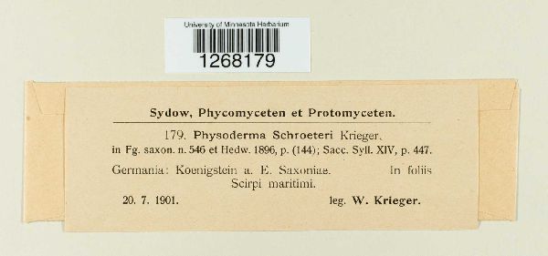 Physoderma schroeteri image