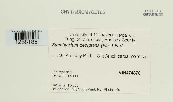 Synchytrium decipiens image