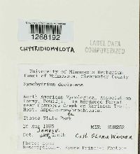 Synchytrium decipiens image