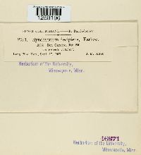 Synchytrium decipiens image