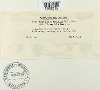 Synchytrium anemones image