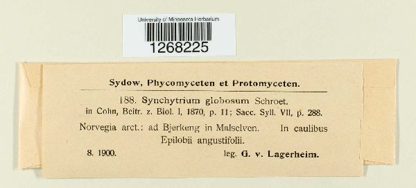 Synchytriaceae image